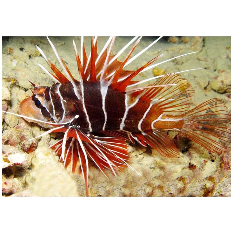 Tailbar Lionfish (Pterois radiata) - imagine 3